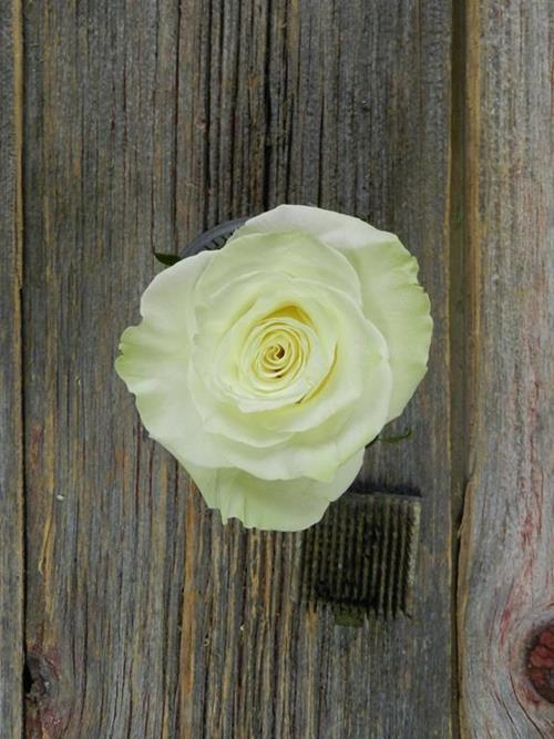 MONDIAL  WHITE ROSE WITH GREENISH CAST ON OUTER PETALS